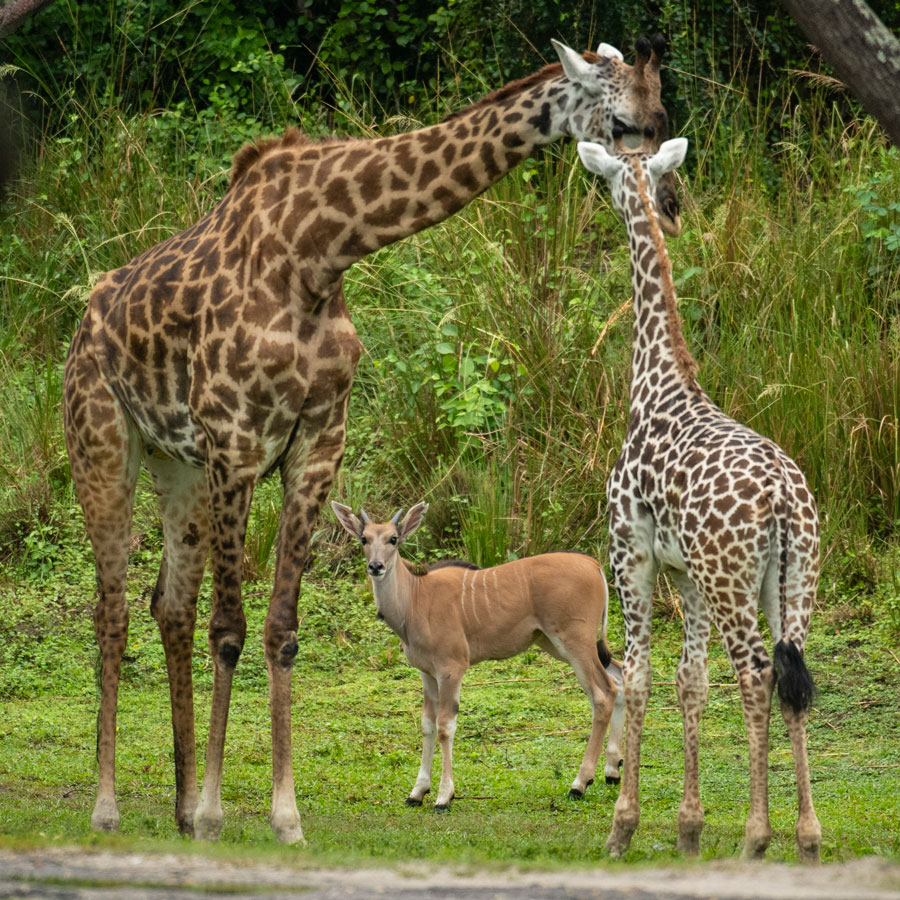 Young eland Doppler meets giraffes on the Kilimanjaro Safaris savanna at Disney's Animal Kingdom Park