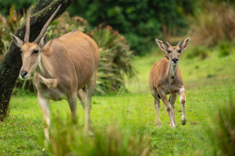 Young eland Doppler runs with his mom on the Kilimanjaro Safaris savanna at Disney's Animal Kingdom Park