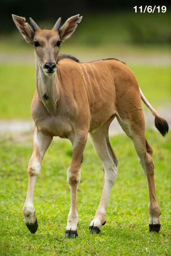 Young eland named Doppler at Disney's Animal Kingdom Park - photographed on 11/6/19