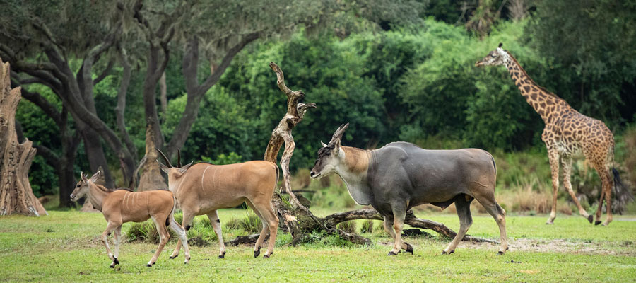 Young eland Doppler and his mom explore Kilimanjaro Safaris savanna at Disney's Animal Kingdom Park