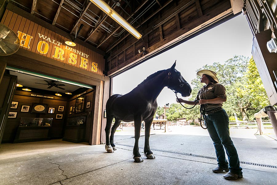 Horse at Tri-Circle-D Ranch at Disney’s Fort Wilderness Resort & Campground 