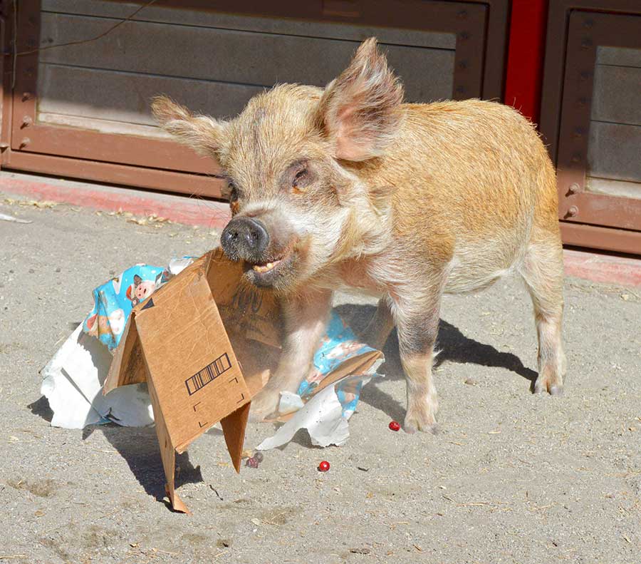 Kunekune pig at Disney's Animal Kingdom