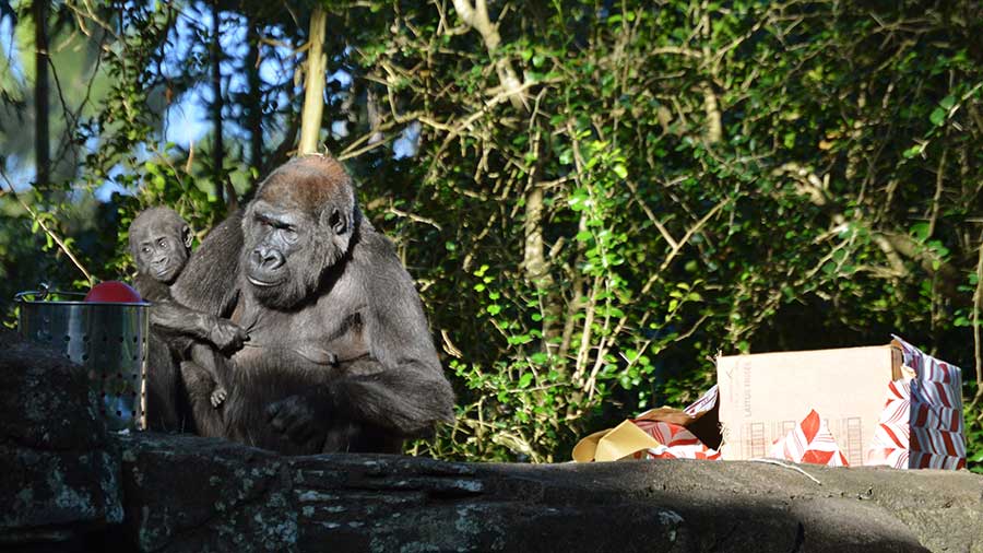 Western lowland gorillas at Disney's Animal Kingdom