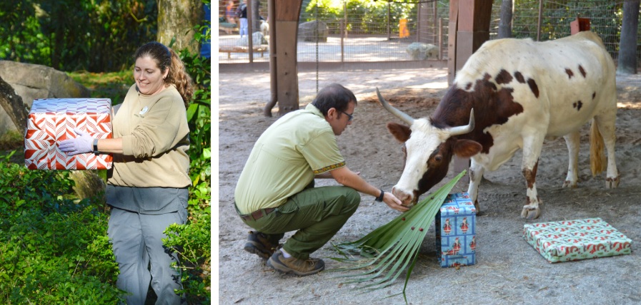 Disney’s animal care team cast members create enrichment for animals for the holidays