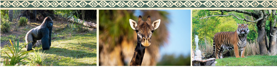 Animals at Disney's Animal Kingdom