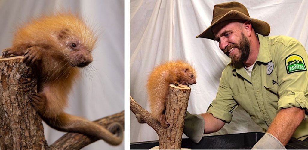 The porcupette born at Disney's Animal Kingdom