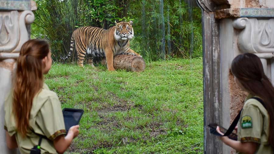 Tigers at Disney's Animal Kingdom