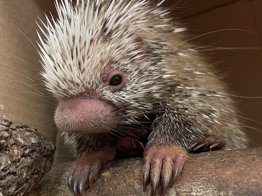 Shelly the Porcupette