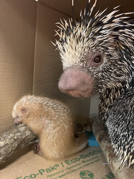 Shelly the Porcupette and her mom Peri