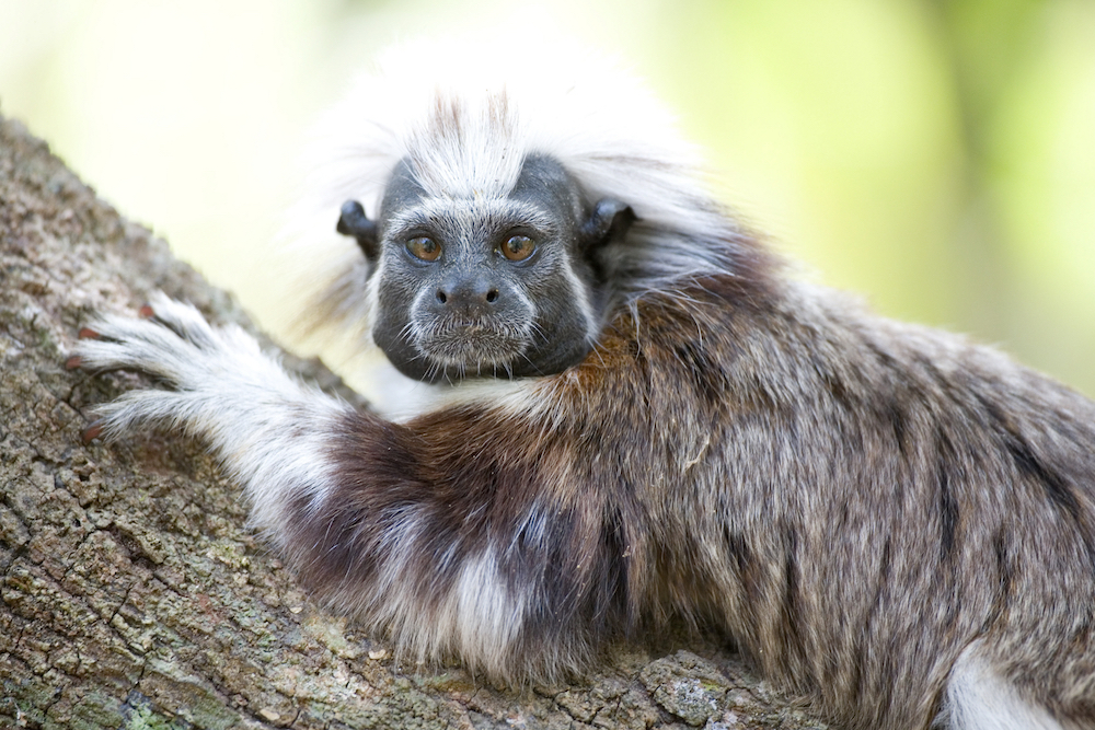 COTTON-TOP TAMARIN