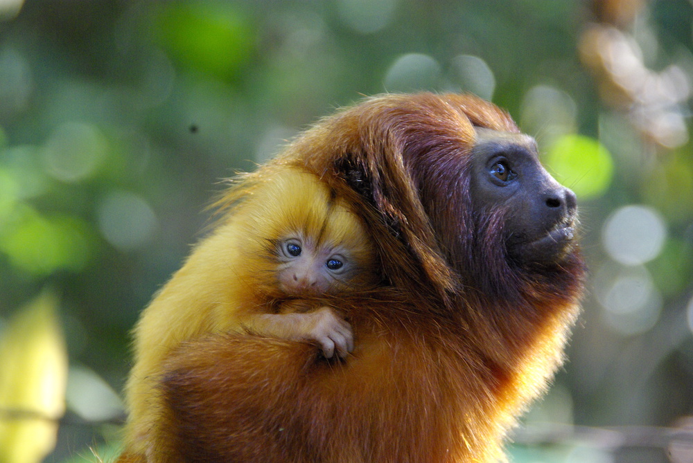 Adult cotton-top tamarin carrying an infant