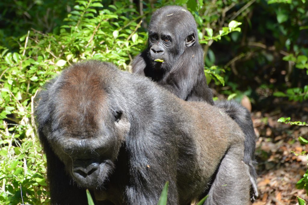 Western lowland gorilla Grace and mother Kashata at Disney's Animal Kingdom