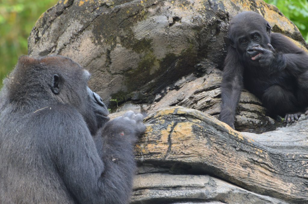 Western lowland gorilla Grace and mother Kashata at Disney's Animal Kingdom