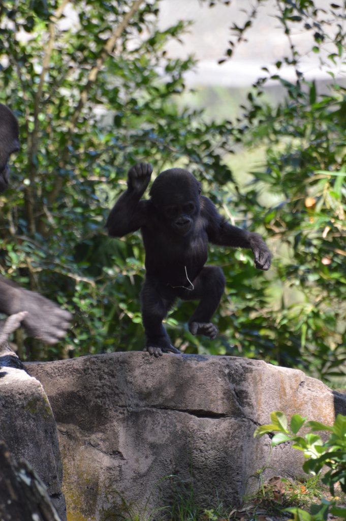 Western lowland gorilla Grace and mother Kashata at Disney's Animal Kingdom