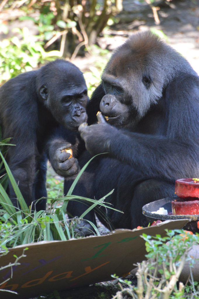 Western lowland gorilla Grace and mother Kashata at Disney's Animal Kingdom