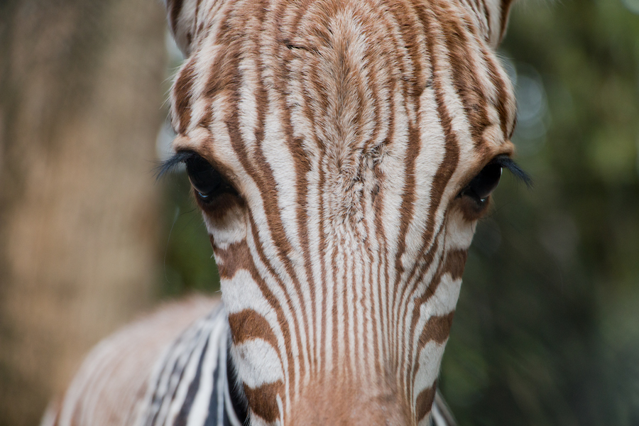 Phoenix the Zebra Foal Born at Disney’s Animal Kingdom Lodge