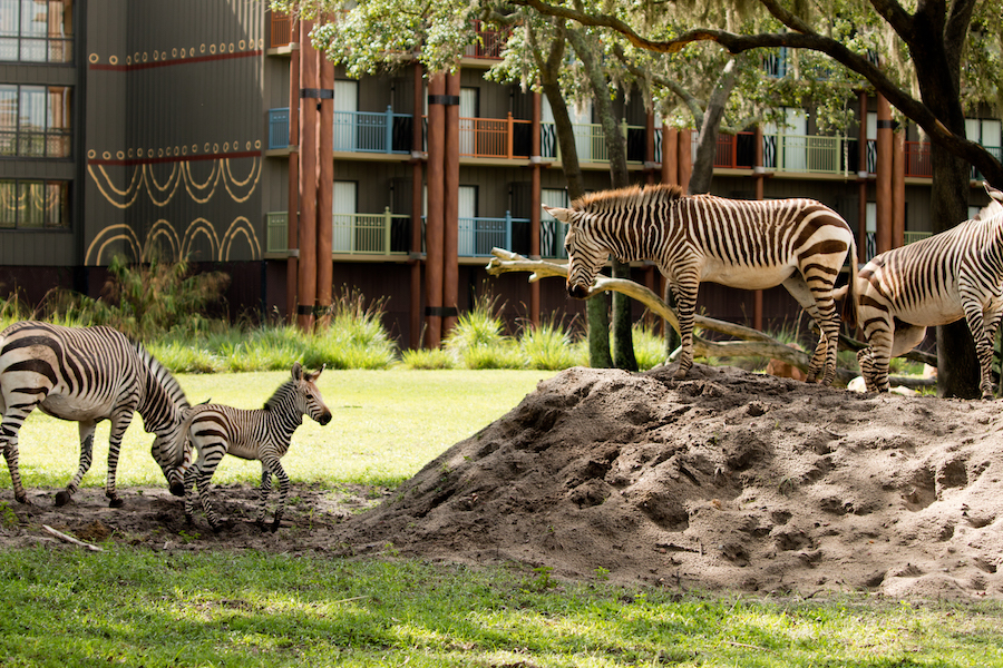 Phoenix the Zebra Foal Born at Disney’s Animal Kingdom Lodge