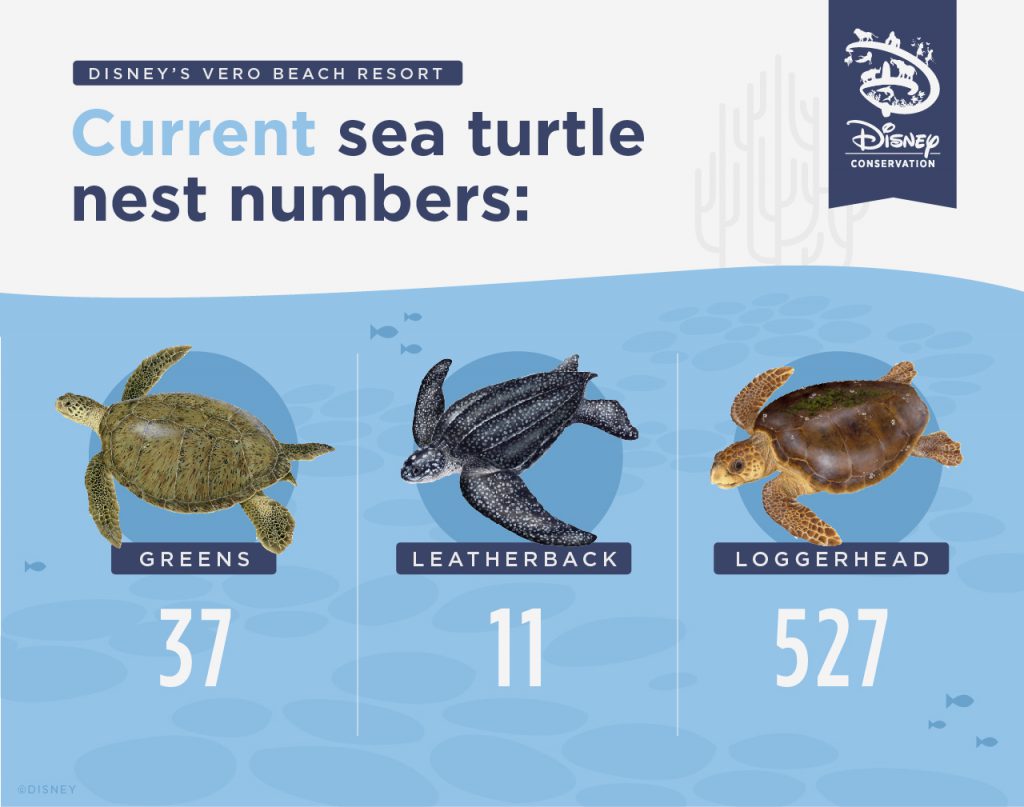 Infographic of current nest numbers