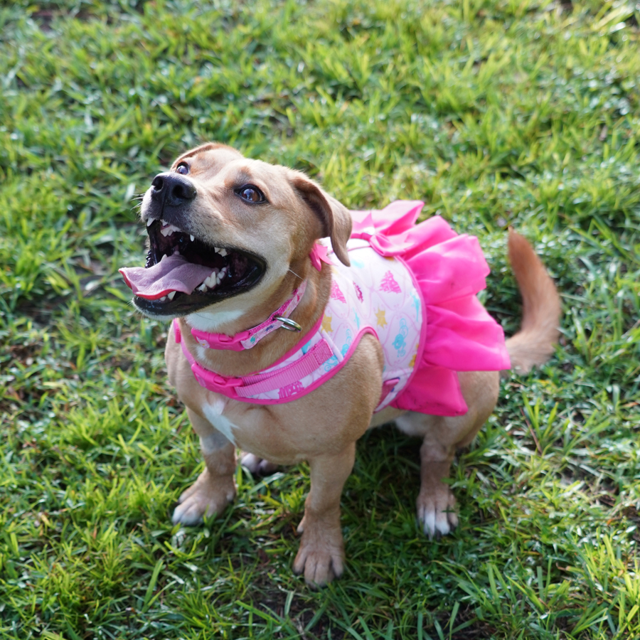 Dog wearing Disney Princess Dog Comfort Harness