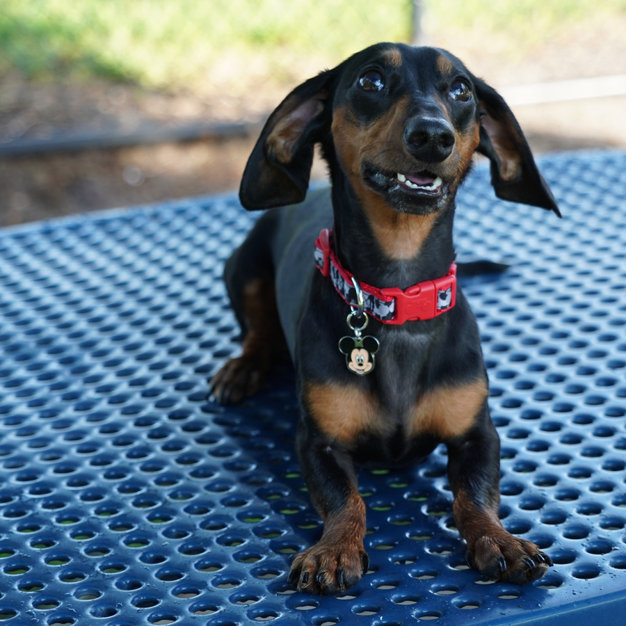 Dog wearing Mickey Mouse Collar