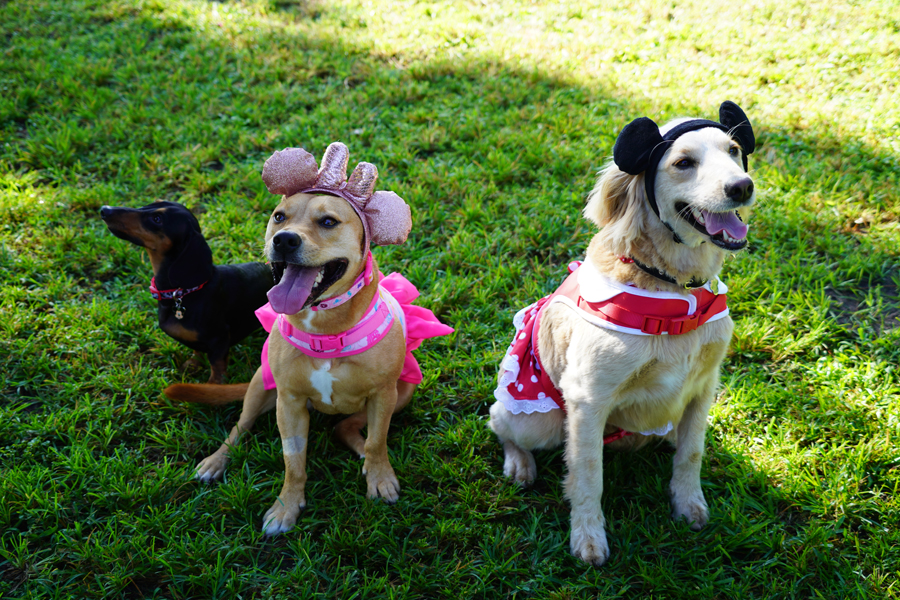 Dogs wearing Mickey Mouse Collar, Disney Princess Dog Comfort Harness and Minnie Mouse Costume Harness 