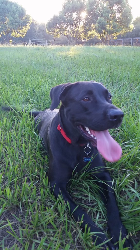 Tember Bower, Leader, Disney Reservations Center dog Luke