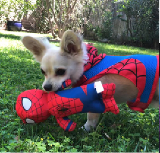 Frank Reifsnyder, Sr. Manager, Global Publicity, Disney Parks Experiences and Products dog Loki