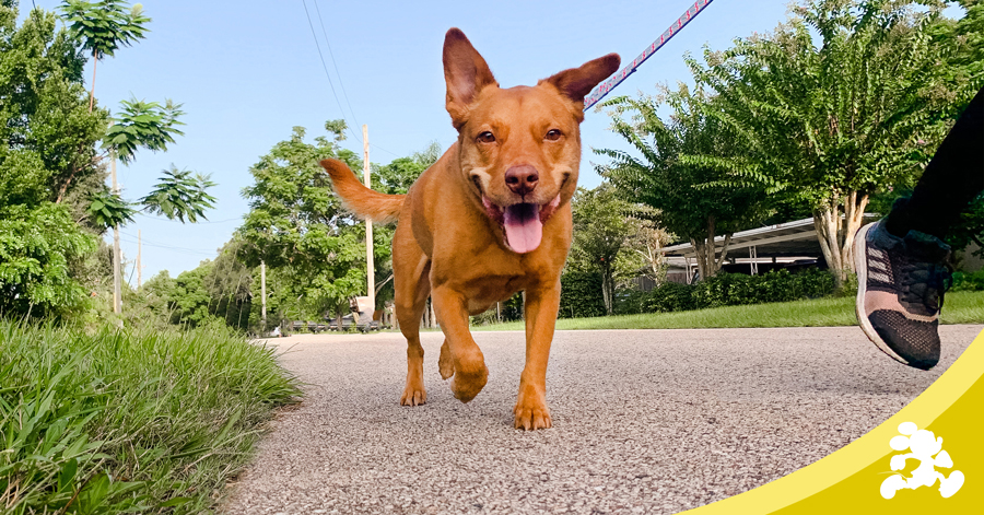 Dog running