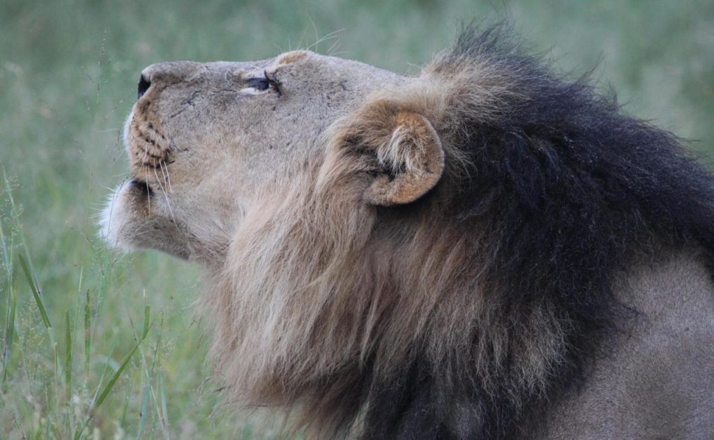 Photo of a Lion by Rich Reading