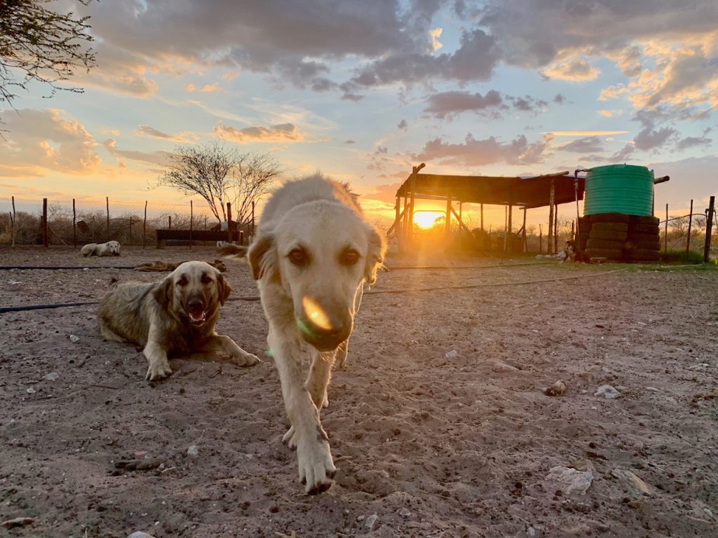 photo of livestock guarding dogs by Cheetah Conservation Botswana