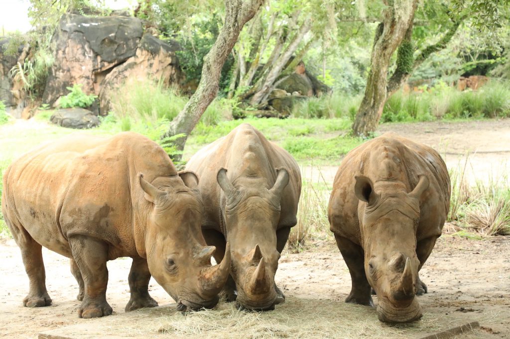 Rhino Lola, Jao & Kiama of Disney's Animal Kingdom