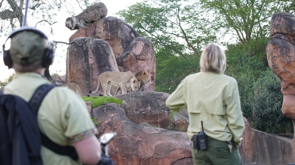 Magic of Disney’s Animal Kingdom production team and keeper Lori Kurdziel observe lions Kinsey and Dakari.