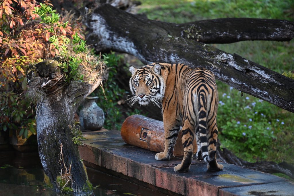 Anala, the Sumatran tiger, near a camera log.