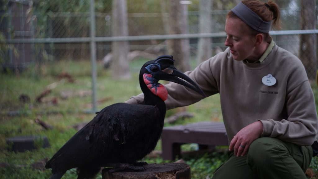 Keeper Mel Hall cares for Cassanova, an Abyssinian Ground Hornbill.