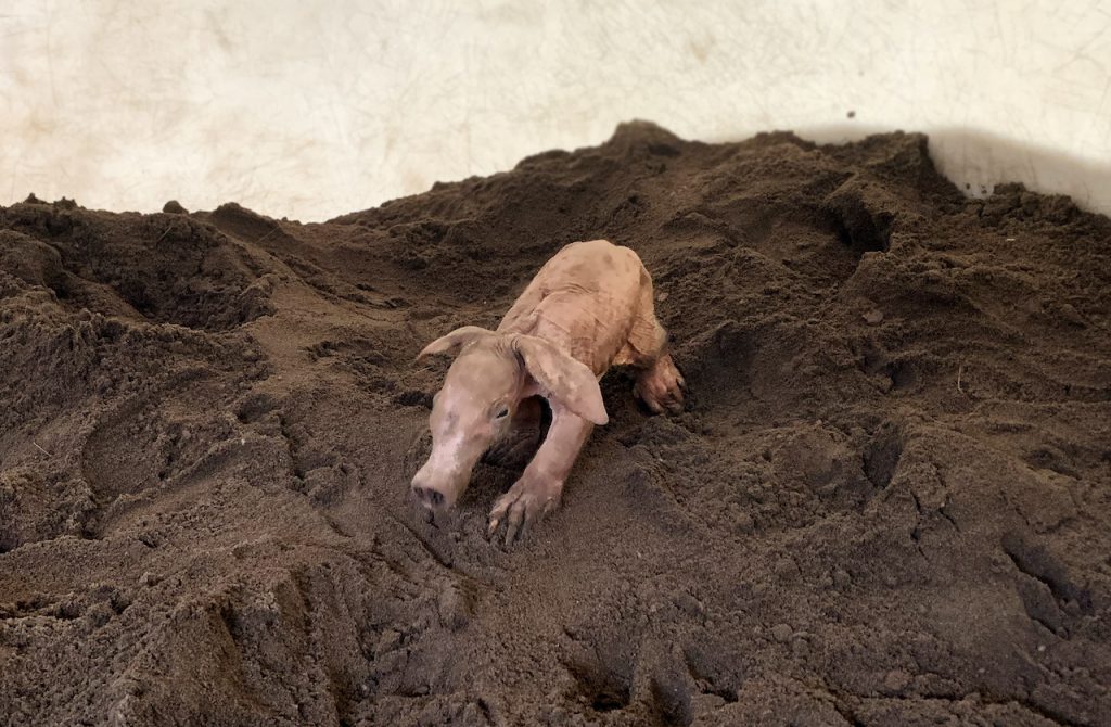 Karanga, a female baby aardvark born earlier this month at Rafiki’s Planet Watch