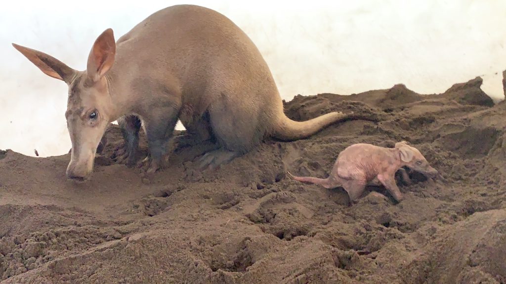 Mother and baby aardvark