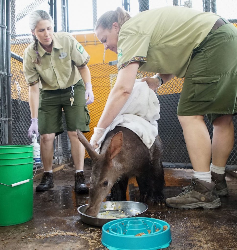 Peanut the aardvark having a spa day