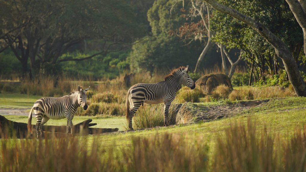 Zebras at Disney's Animal Kingdom