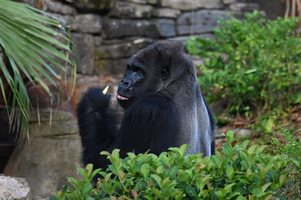 Gino, a silverback gorilla at Disney's Animal Kingdom