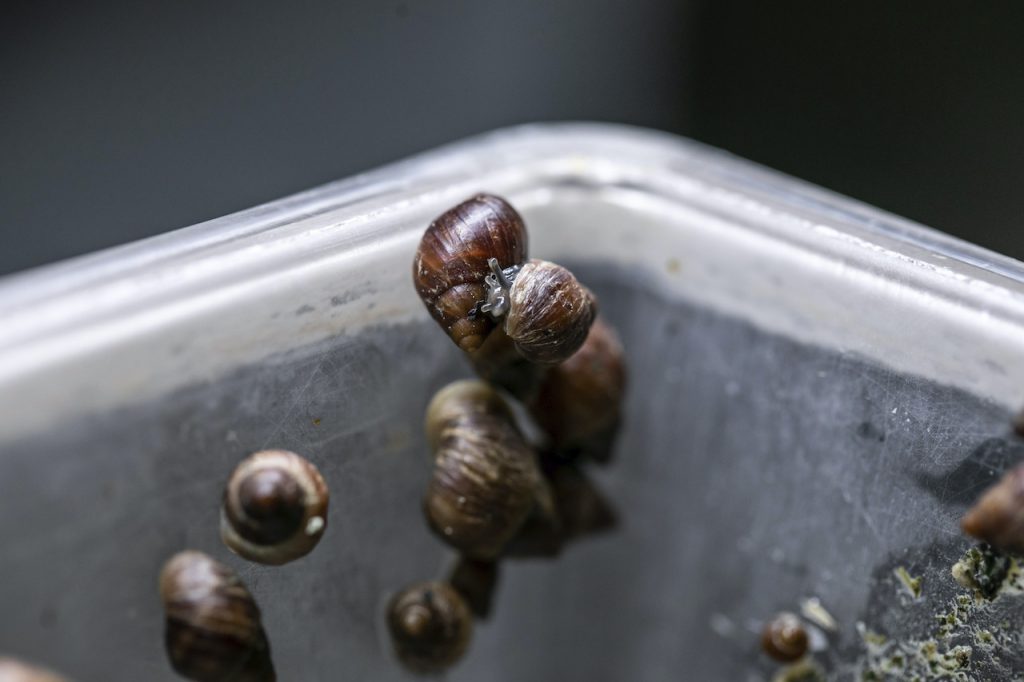 Partula Snails at Walt Disney World Resort