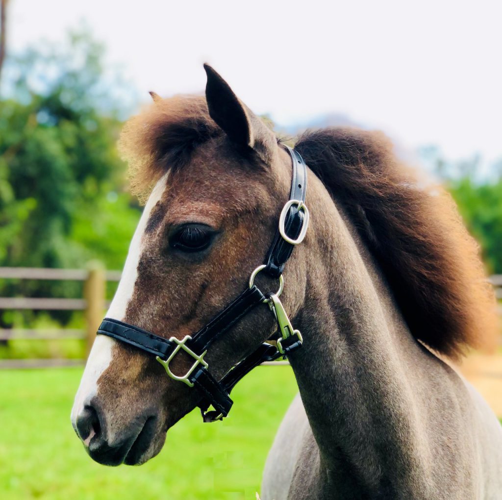 Violet, a horse at Tri-Circle D Ranch at Disney’s Fort Wilderness Resort