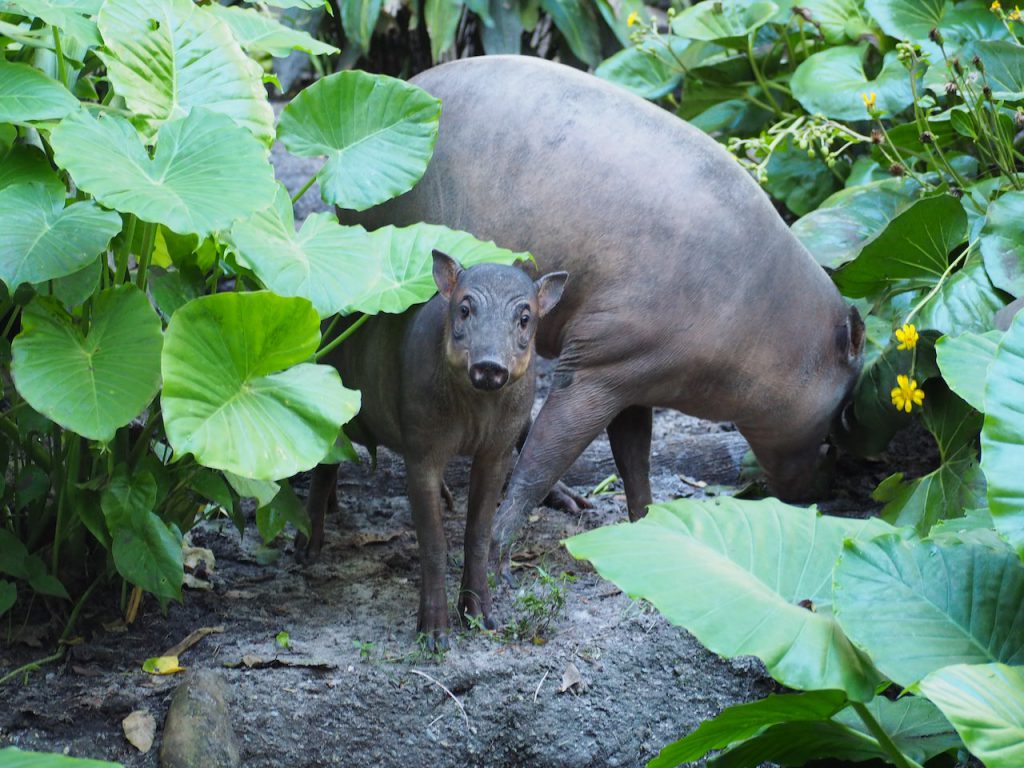 A baby Babirusa named Kirana at Disney's Animal Kingdom