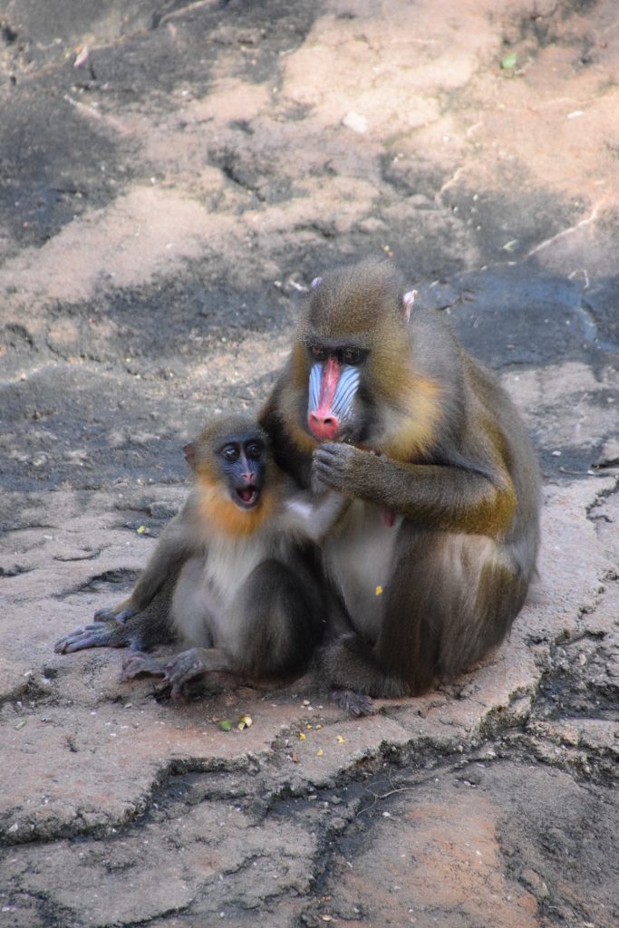 Olive, the littlest mandrill in the troop, and her mother at Disney's Animal Kingdom