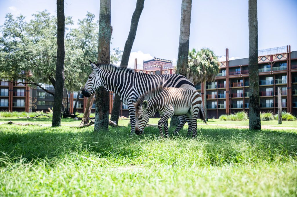 Zebra at Disney's Animal Kingdom