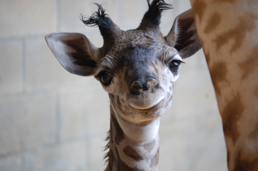 Female Masai giraffe Maple at Disney's Animal Kingdom