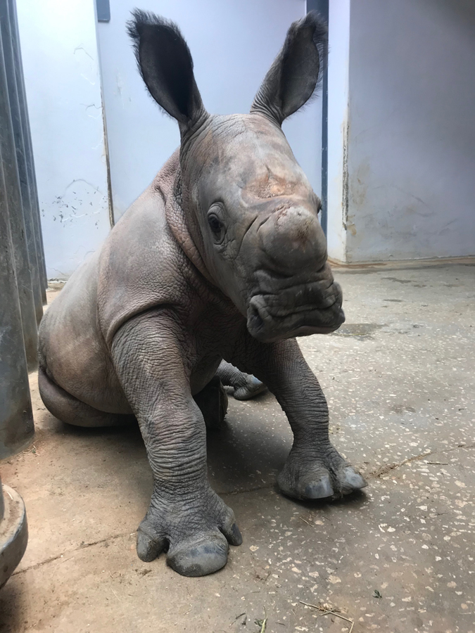 Male white rhinoceros at Disney's Animal Kingdom