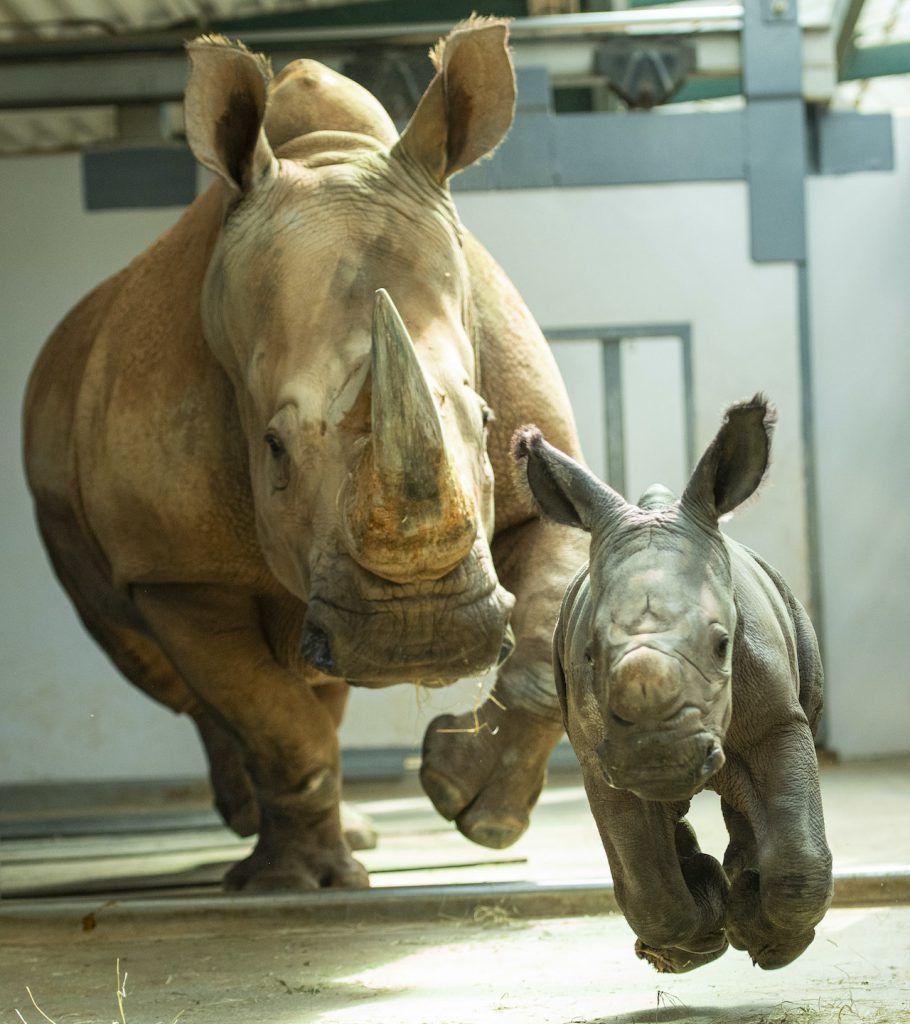 Baby Rhino born at Disney's Animal Kingdom