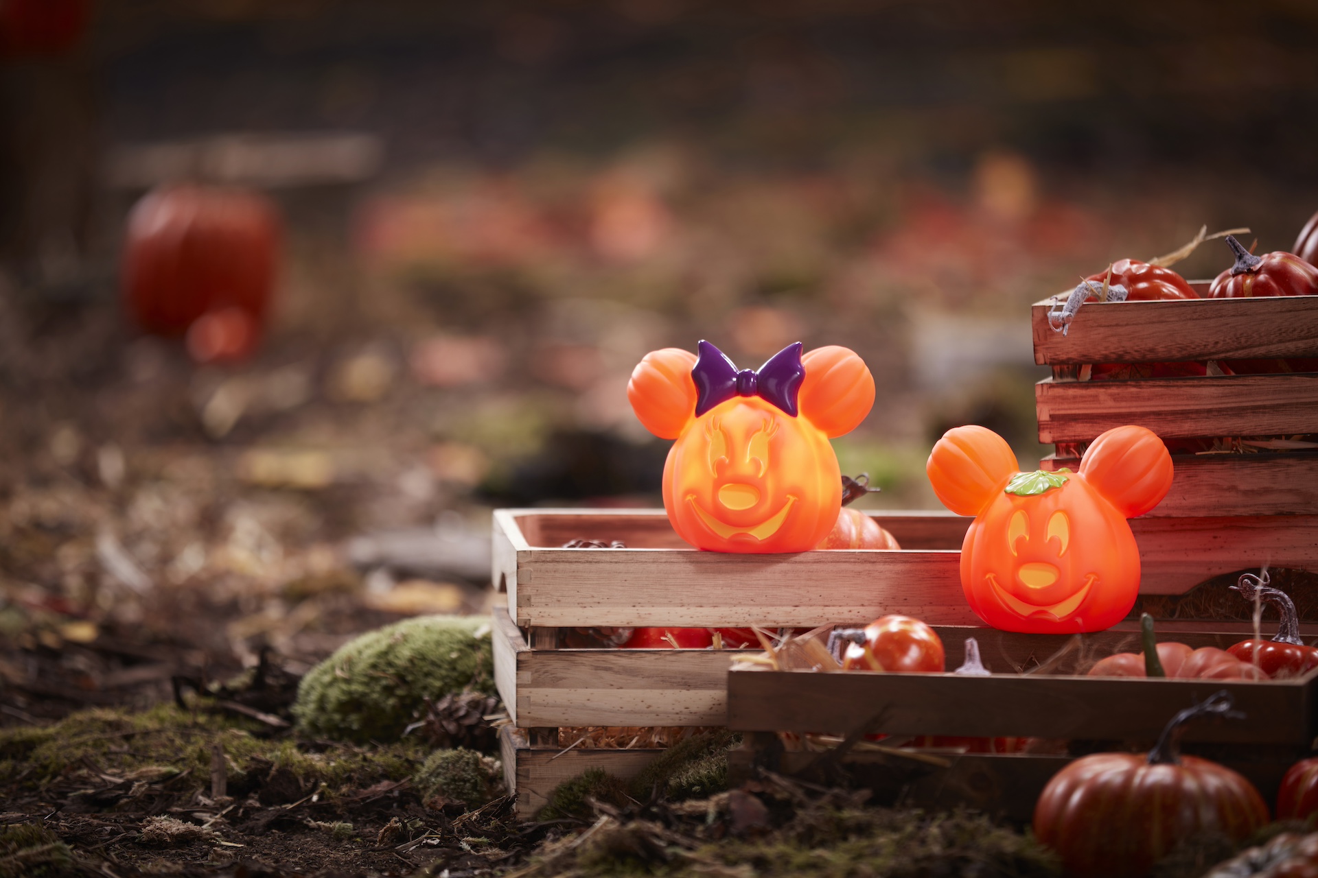 Minnie Mouse and Mickey Mouse Light-Up Jack-o'-Lanterns